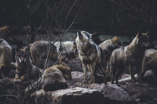 Où observer les loups en liberté dans les forêts de Scandinavie?